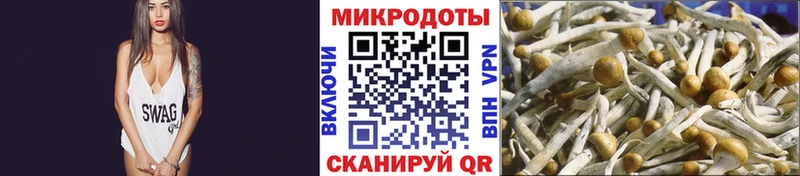 Галлюциногенные грибы Psilocybine cubensis Нахабино